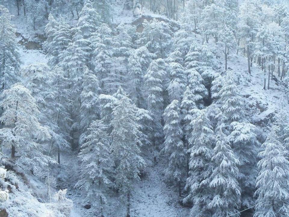 Calm Paradise Shimla Exterior photo
